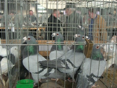  Taubenausstellung und Taubenmarkt in Polen-Poznan im Februar 2010 