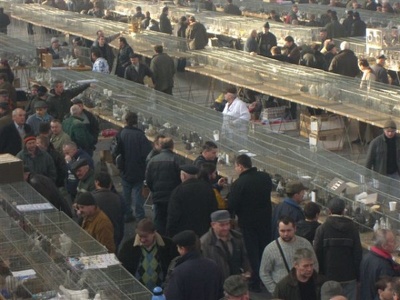  Taubenausstellung und Taubenmarkt in Polen-Poznan im Februar 2010 