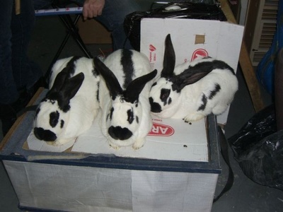  auch Kaninchen sind zum Verkauf